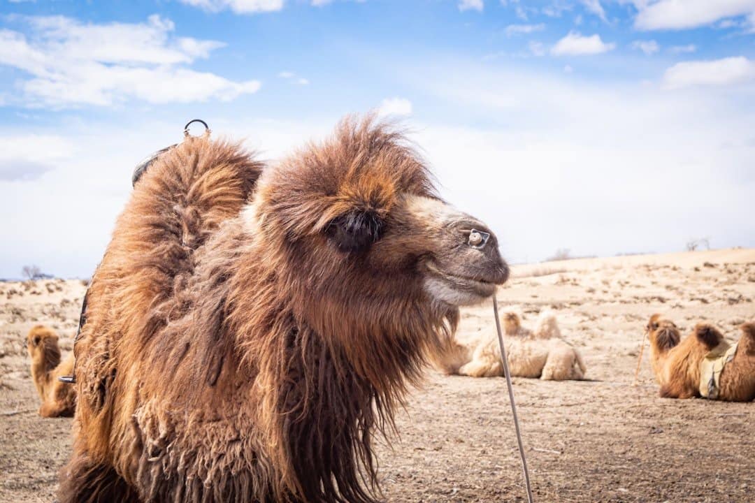 Gobi Desert Mongolia camel landscape
