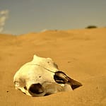 Animal skull on Gobi Desert sand dune Mongolia