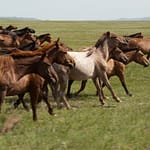 Horse herd running across the open Mongolian steppe