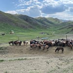 Large horse herd in green mountain valley Mongolia
