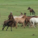 Mongolian nomad herding horses with traditional urga pole
