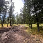 Sunlit dirt path through pine forest near Khuvsgul Lake Mongolia