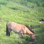 Przewalski wild horse drinking from a stream Mongolia