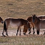 Przewalski wild horse herd on dry Mongolian steppe