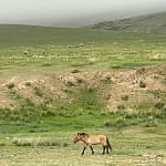 Przewalski wild horse on foggy Mongolian steppe