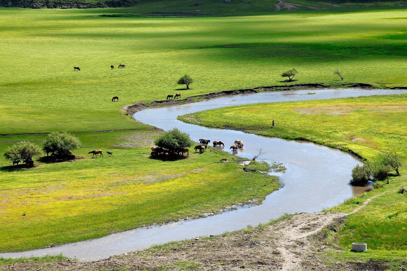 Horses grazing by winding river in Mongolian meadow — Mongolia Family Adventure Tour