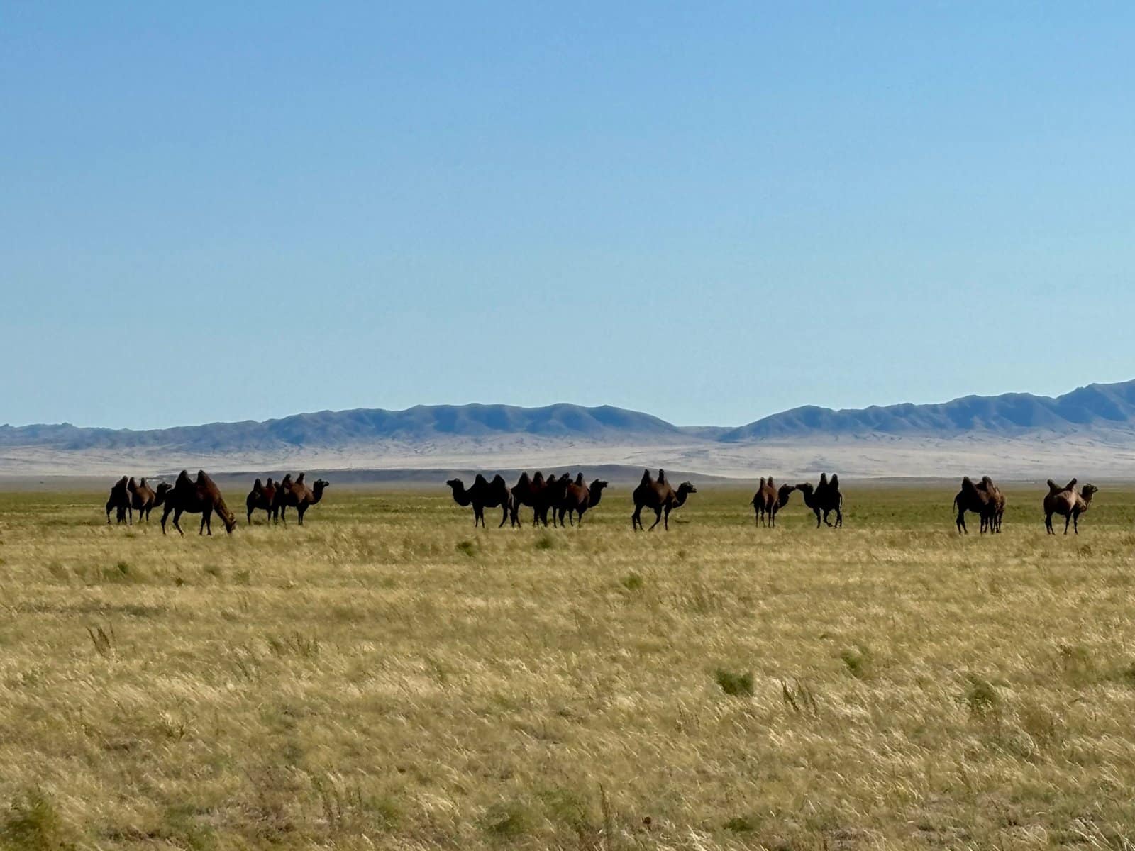 Bactrian camel herd on golden steppe with mountains backdrop — Mongolia Family Adventure Tour
