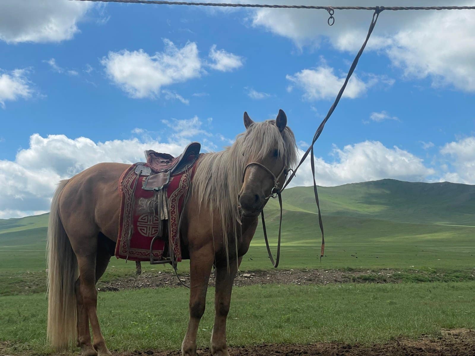 Mongolian horse with ornate traditional saddle on open steppe — Horseback Riding Tour Mongolia